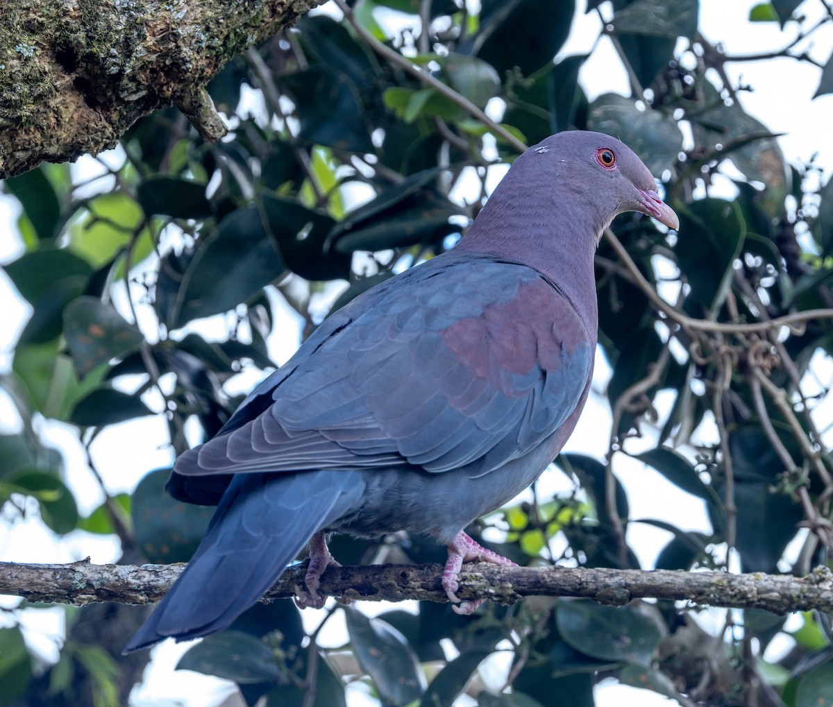 Red-billed Pigeon - ML655531947