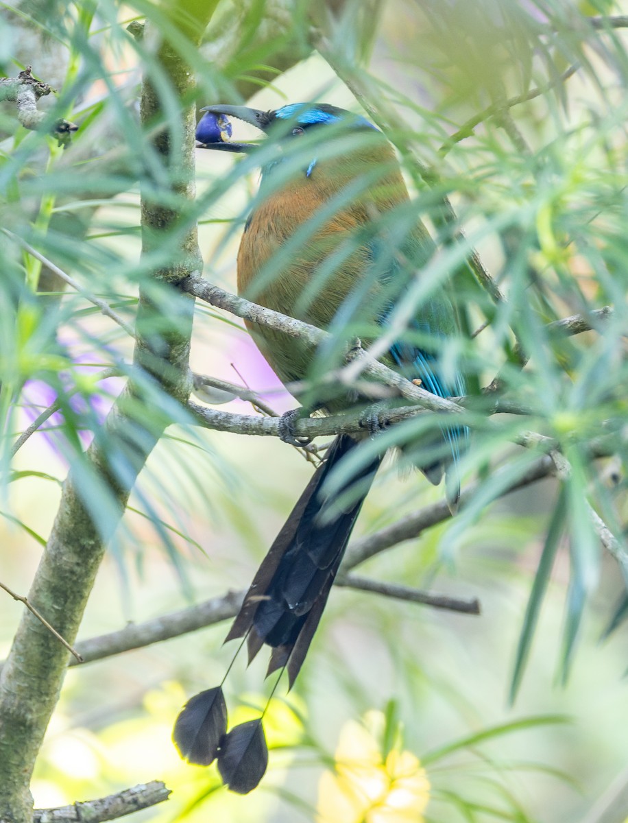 Lesson's Motmot - ML655531984