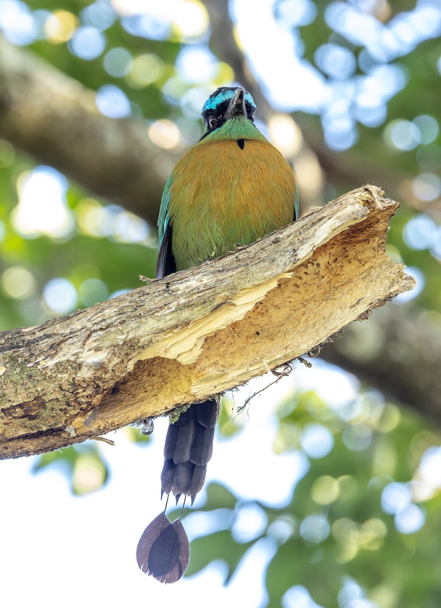 Lesson's Motmot - ML655532166