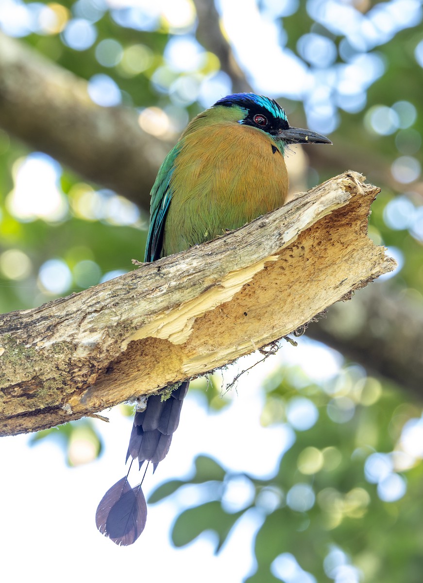 Lesson's Motmot - ML655532167