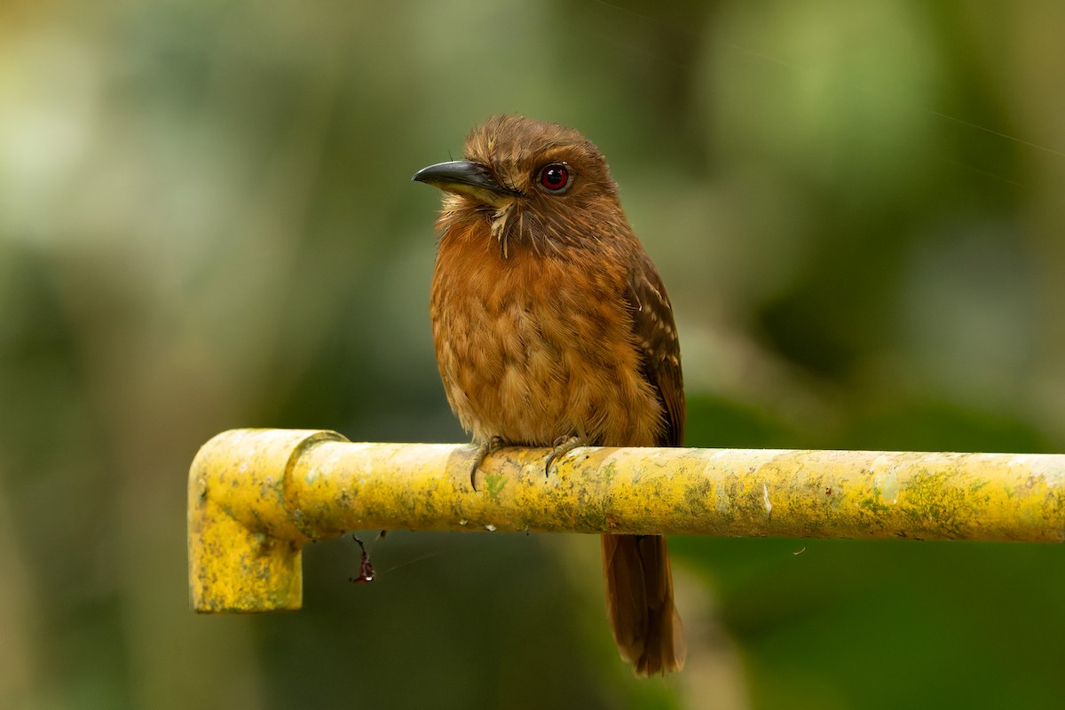 White-whiskered Puffbird - ML655532183