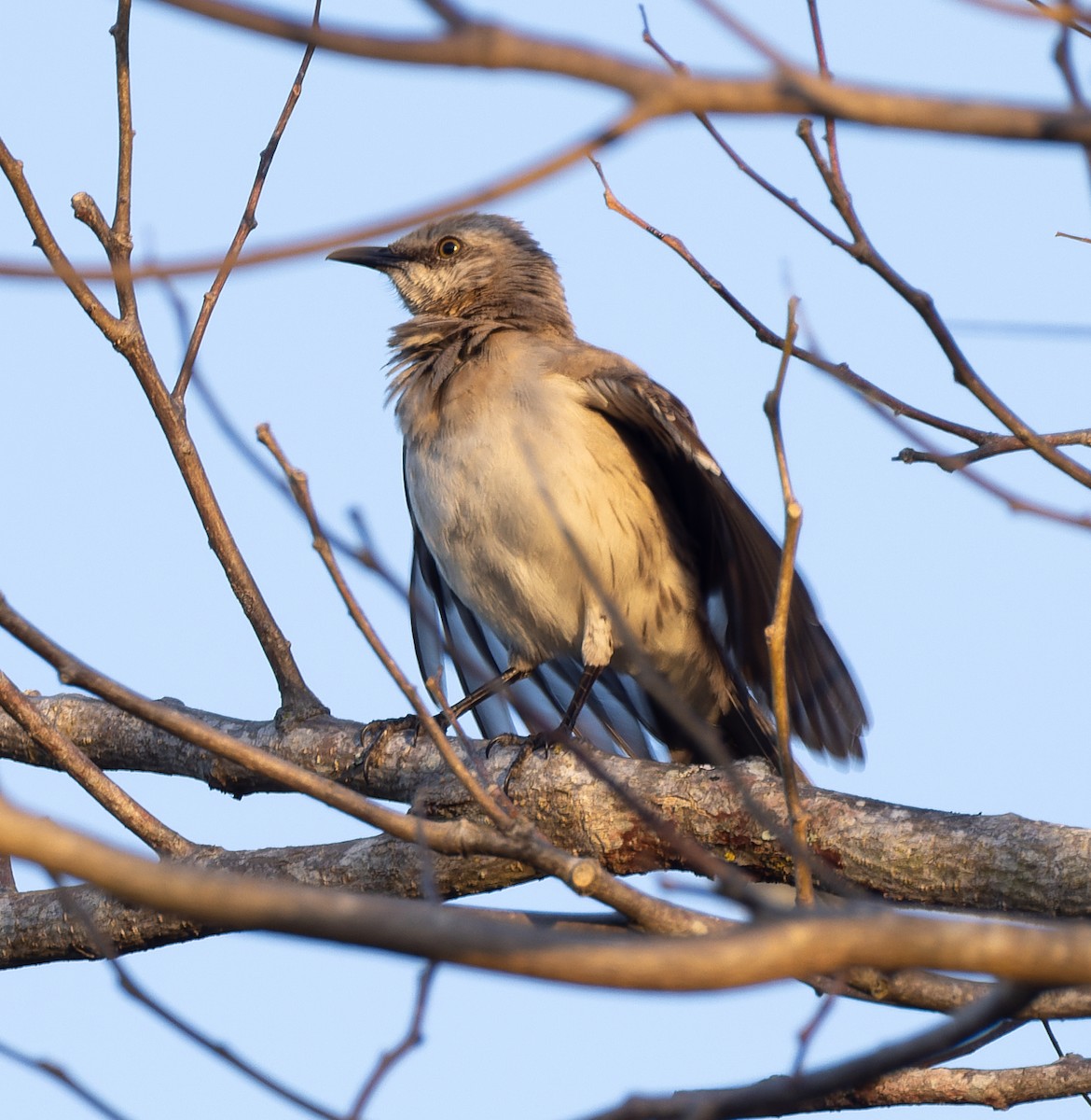 Tropical Mockingbird - ML655532232