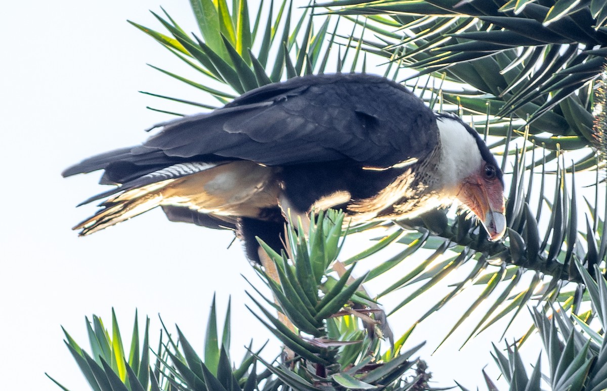 Crested Caracara - ML655532394