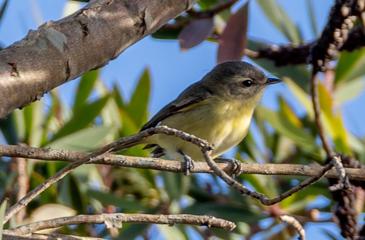 Philadelphia Vireo - ML655532422