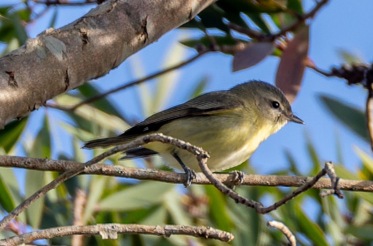 Philadelphia Vireo - ML655532424