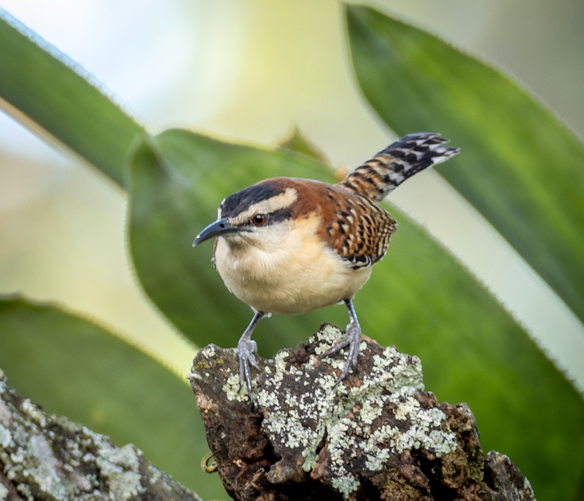 Rufous-backed Wren - ML655532435
