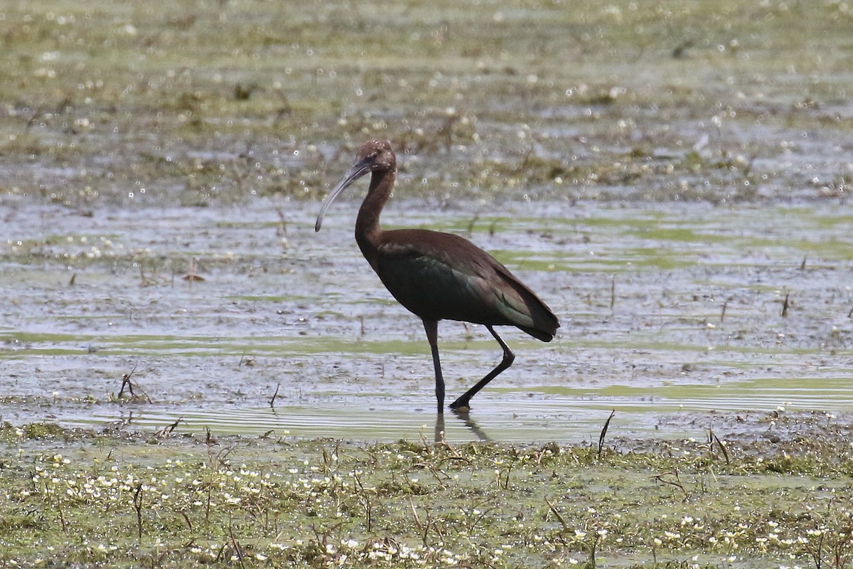 White-faced Ibis - Mark Chavez