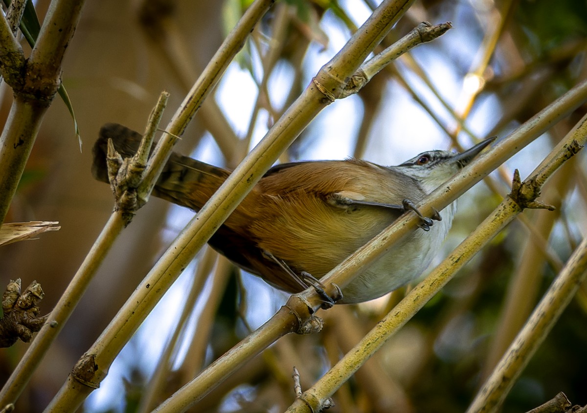 Cabanis's Wren - ML655533209