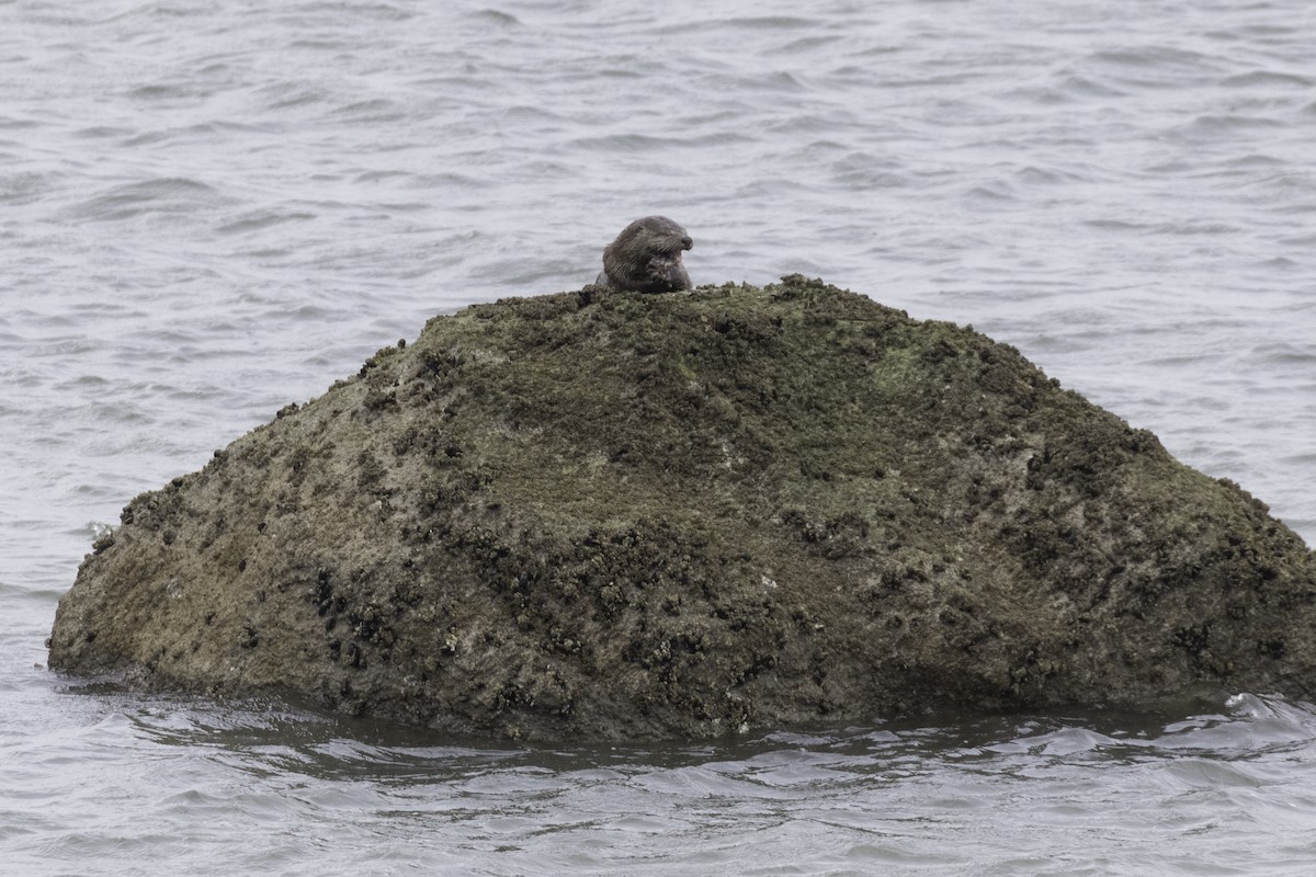 Sea Otter - ML655533287