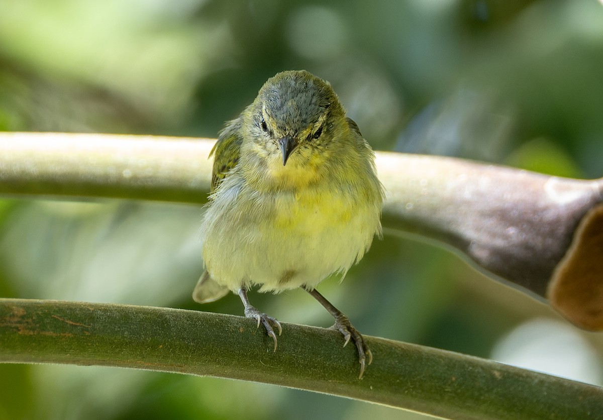 Tennessee Warbler - ML655533402