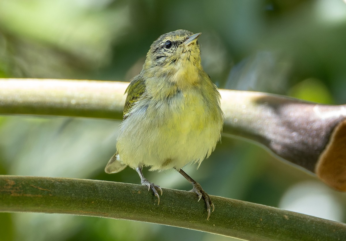 Tennessee Warbler - ML655533403