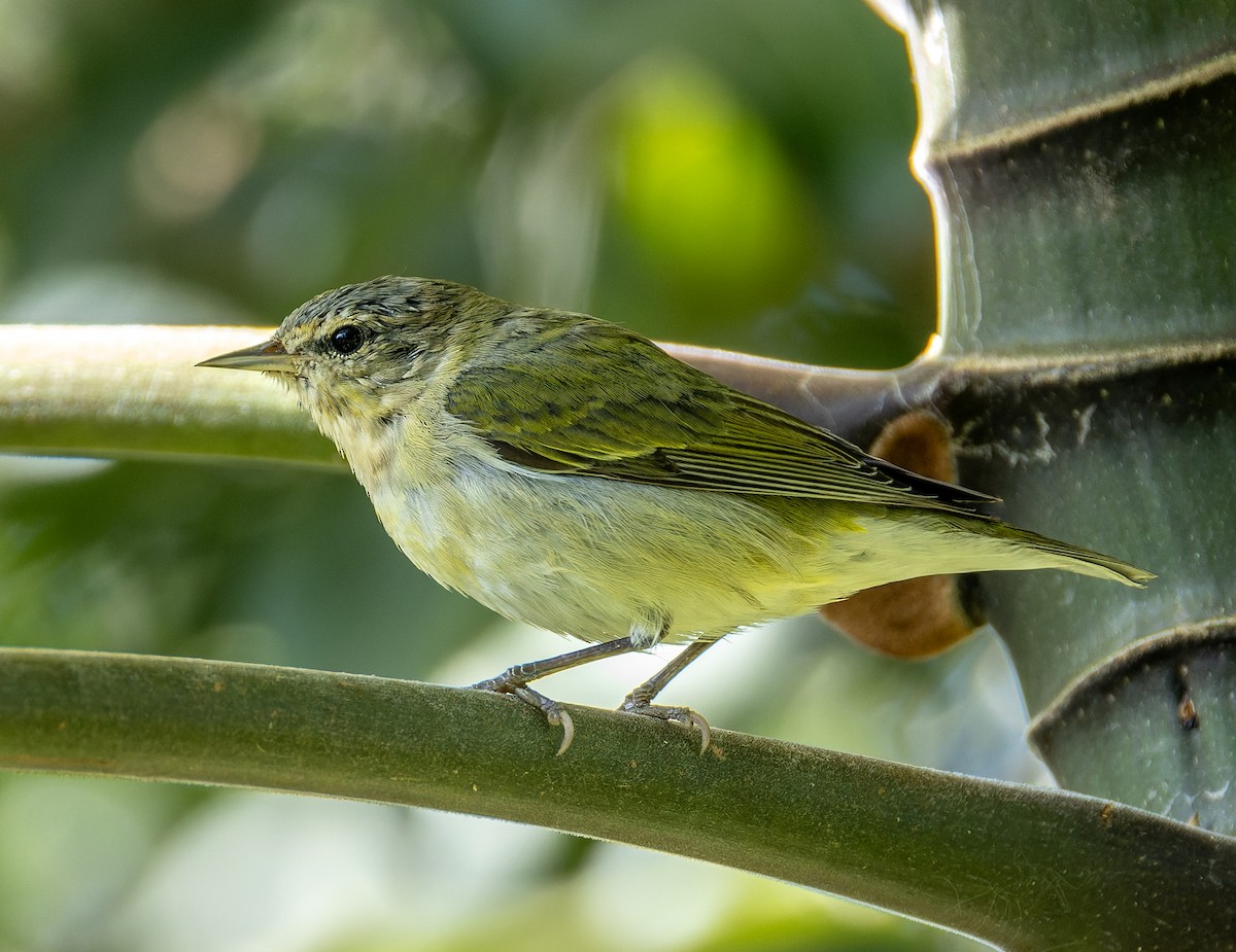 Tennessee Warbler - ML655533404