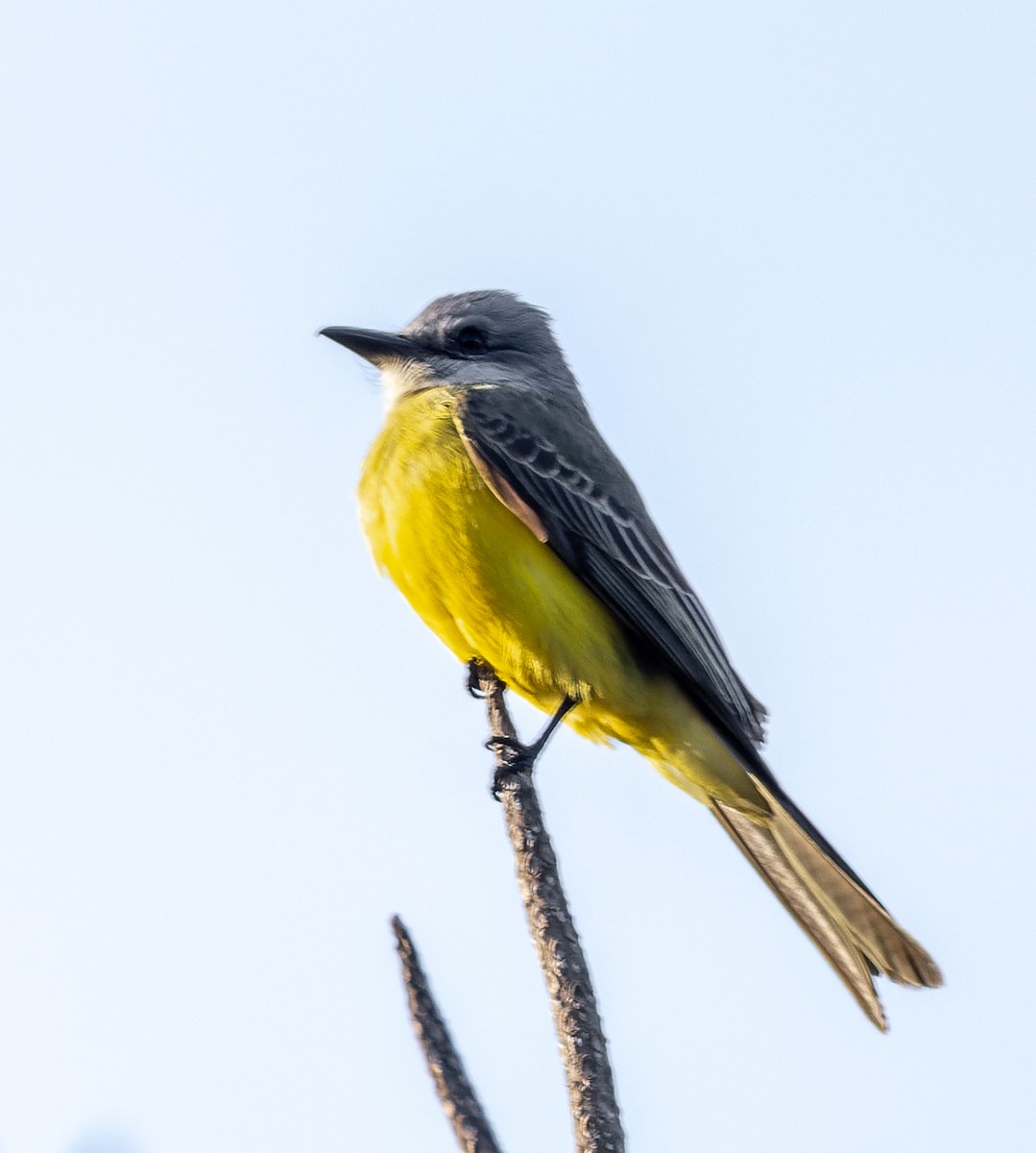 Tropical Kingbird - ML655533842
