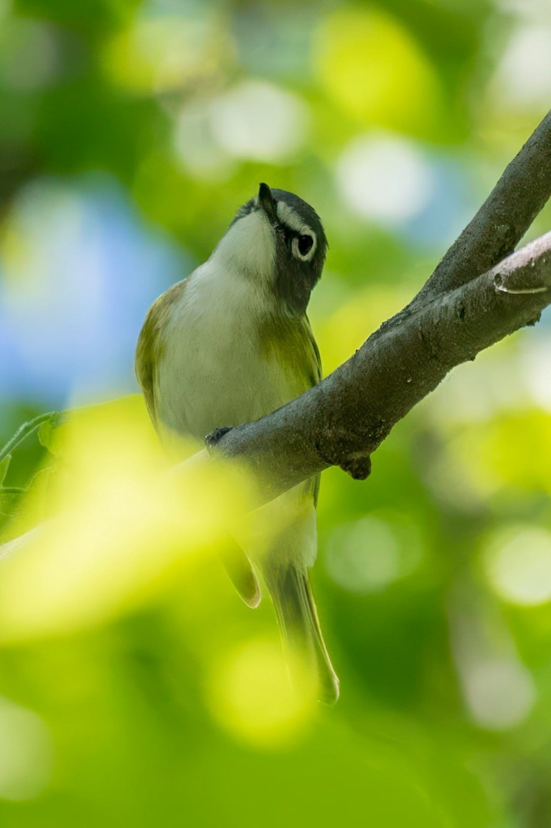 Graukopfvireo - ML655534093