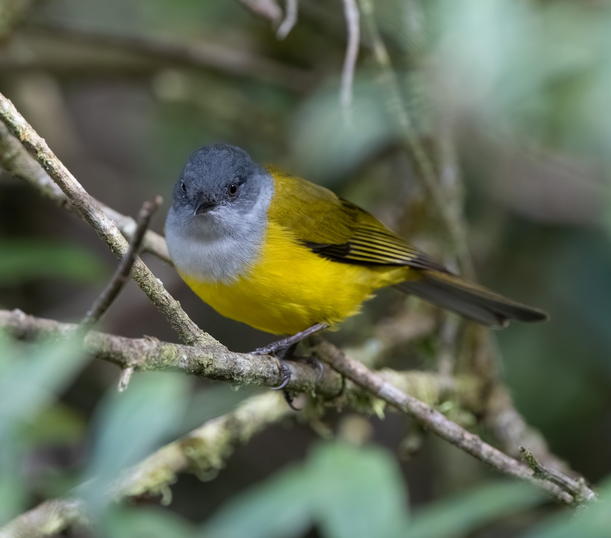 Black-billed Cnemoscopus - ML655534988
