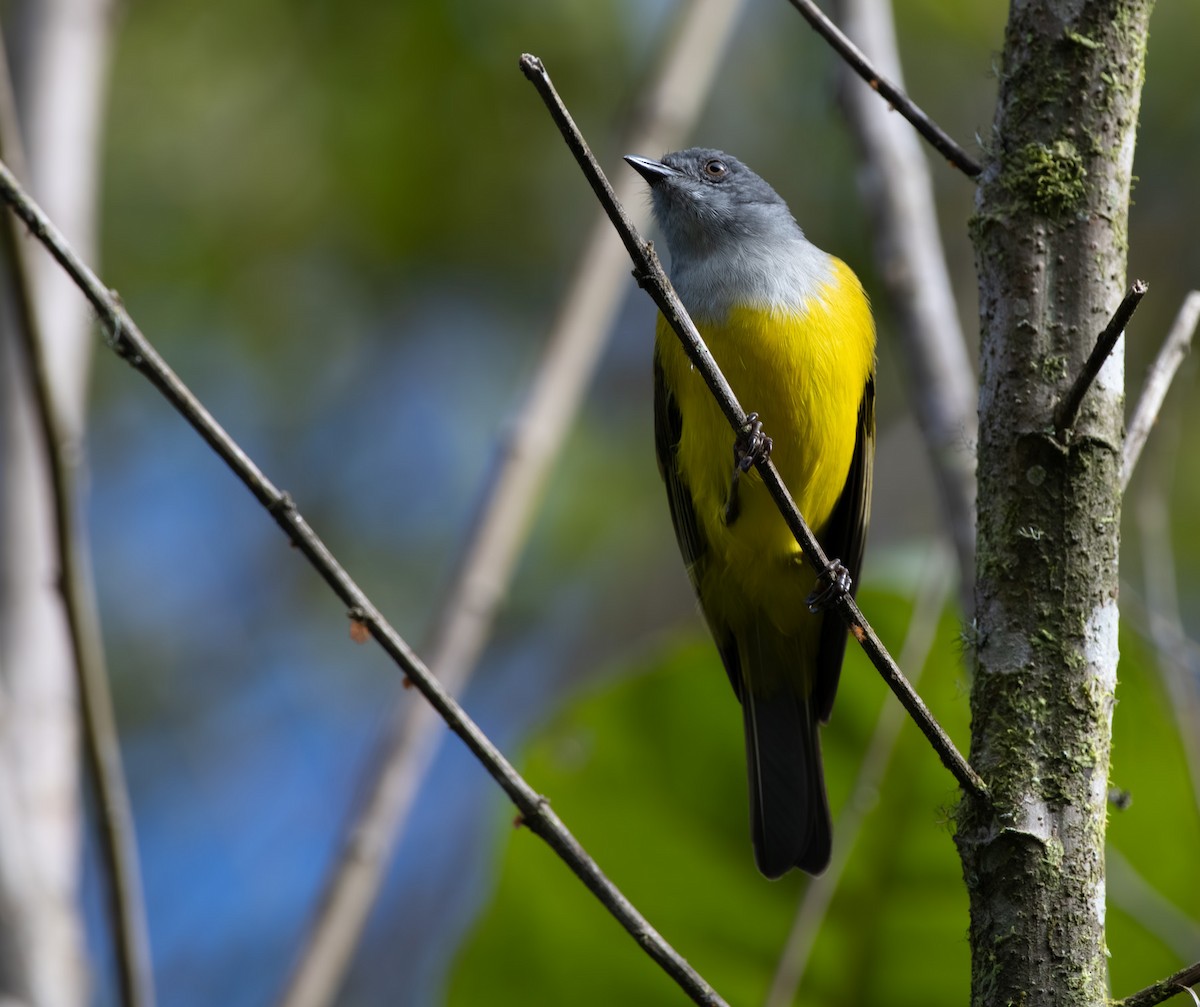 Black-billed Cnemoscopus - ML655534989