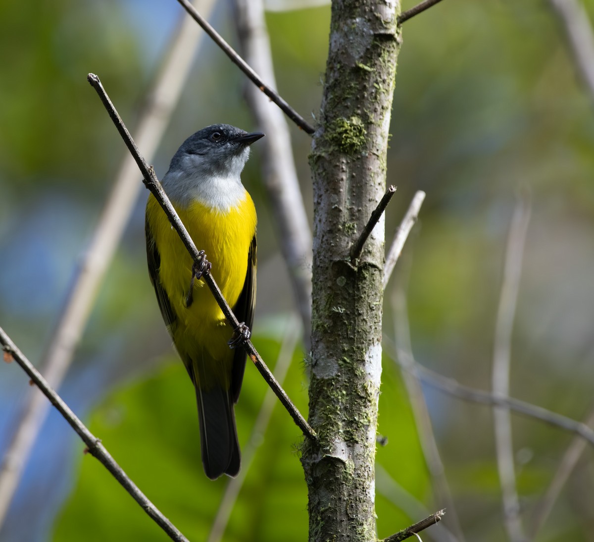 Black-billed Cnemoscopus - ML655534990