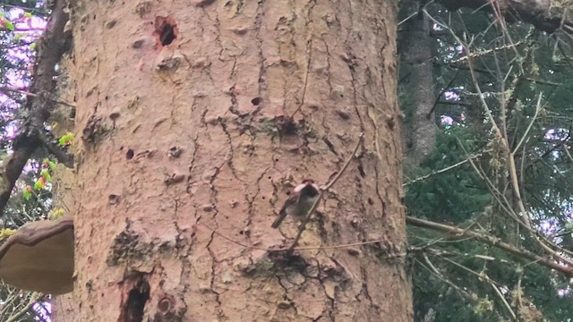 Chestnut-backed Chickadee - ML655535325