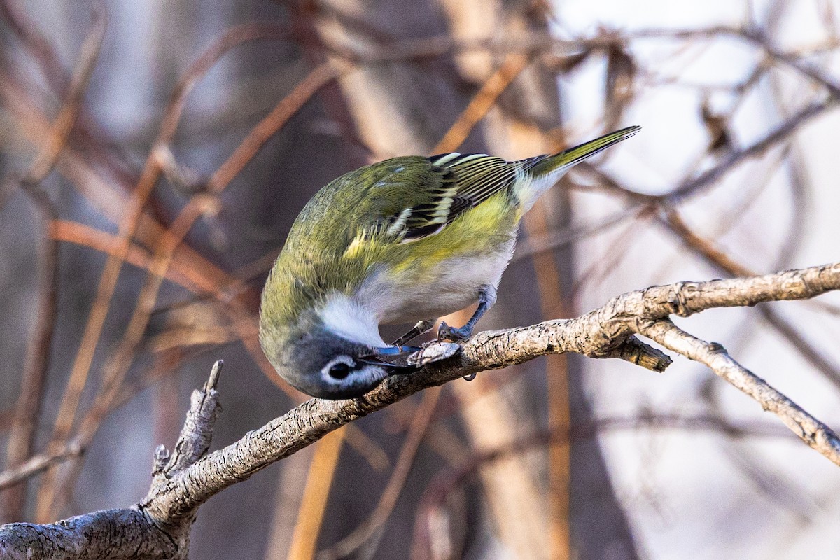 Graukopfvireo - ML655536662