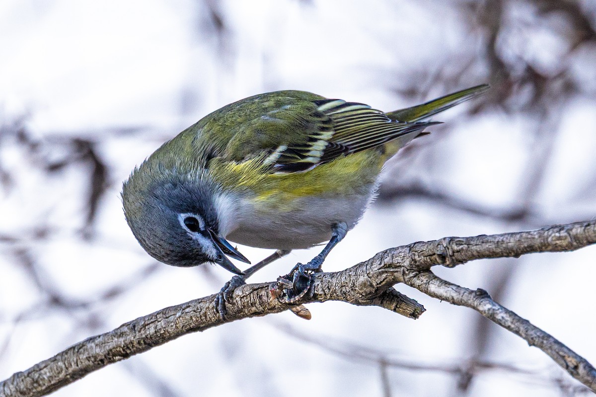 Graukopfvireo - ML655536663