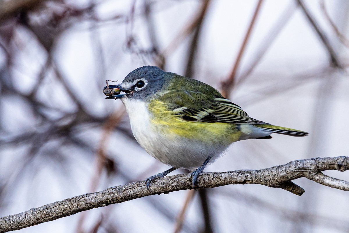 Graukopfvireo - ML655536664