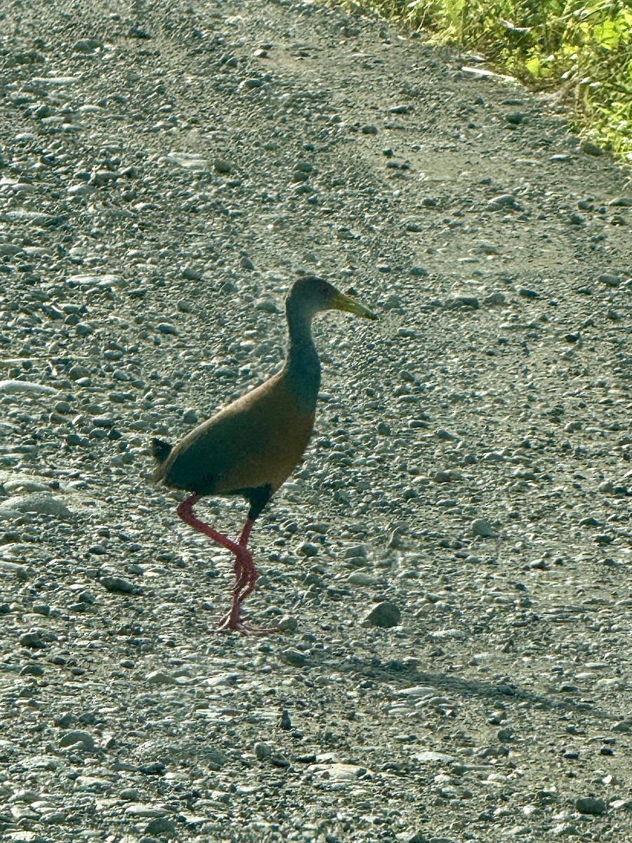 Russet-naped Wood-Rail - ML655538581
