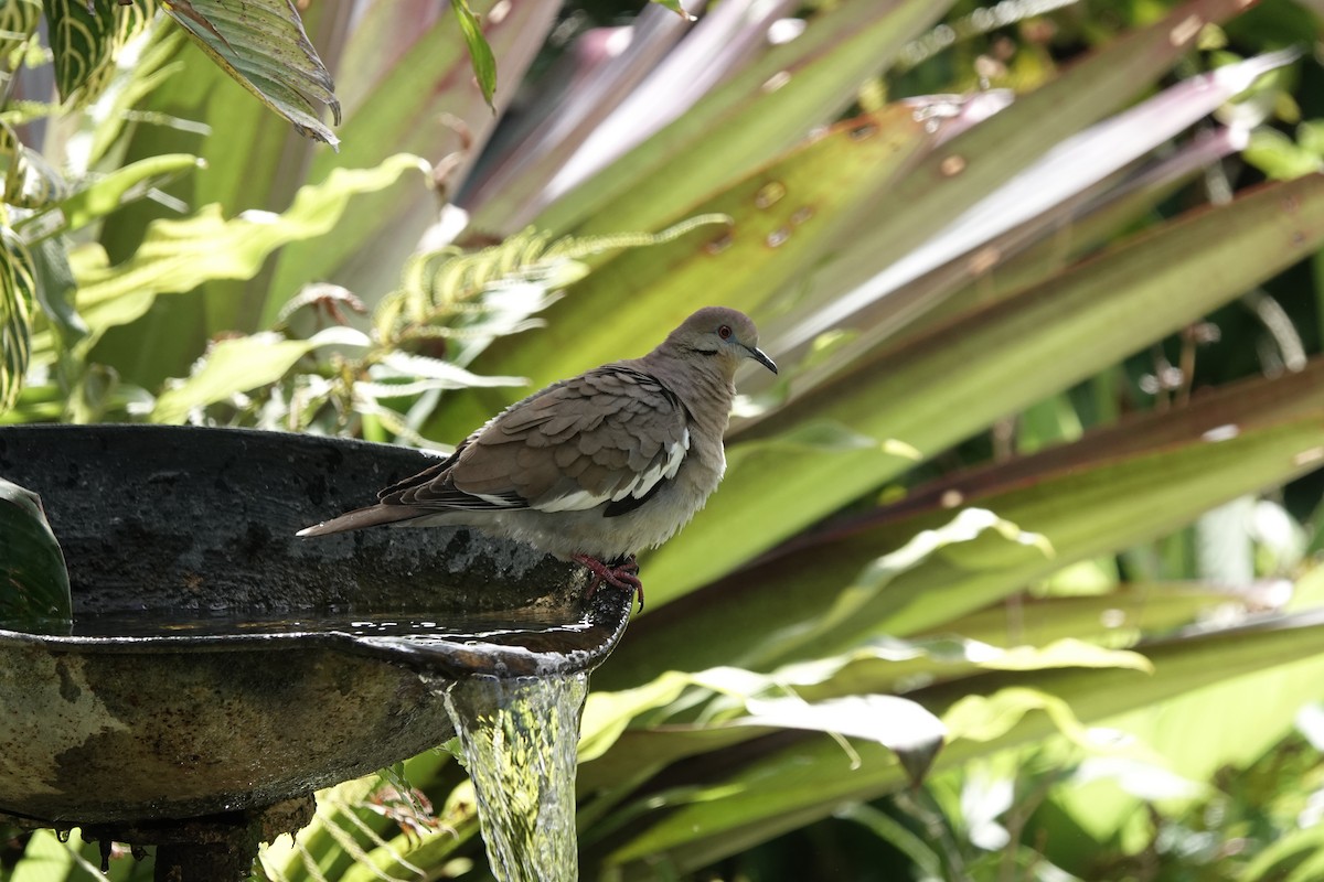 White-winged Dove - ML655539368