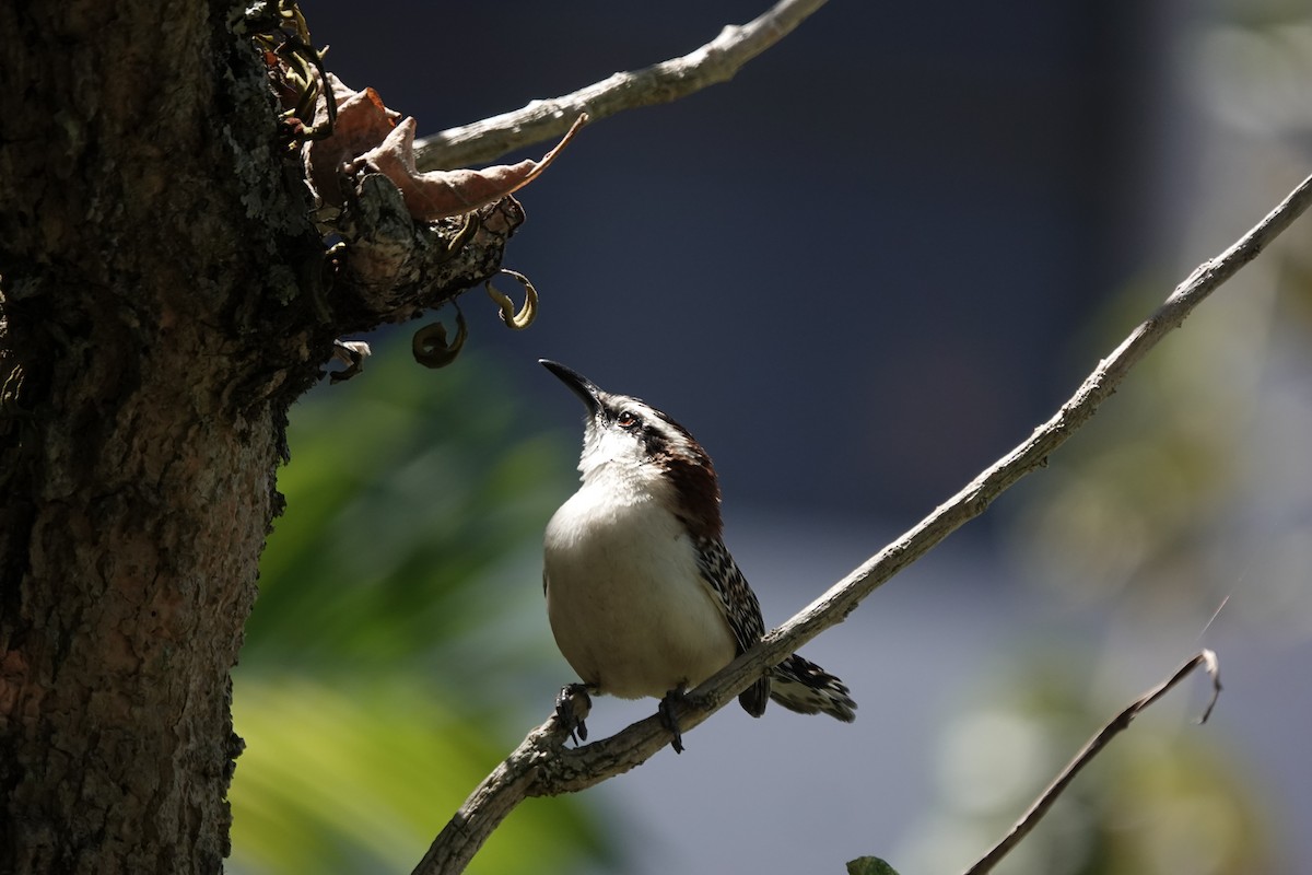 Rufous-backed Wren - ML655539407