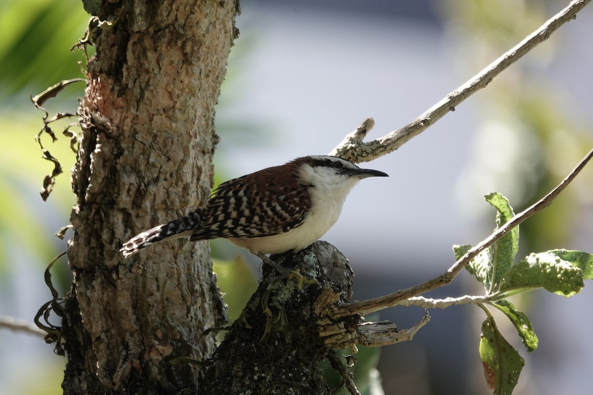 Rufous-backed Wren - ML655539408