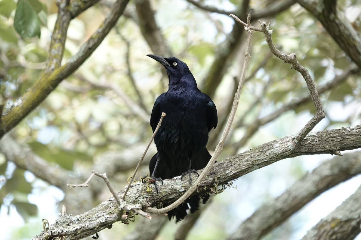 Great-tailed Grackle - ML655539511