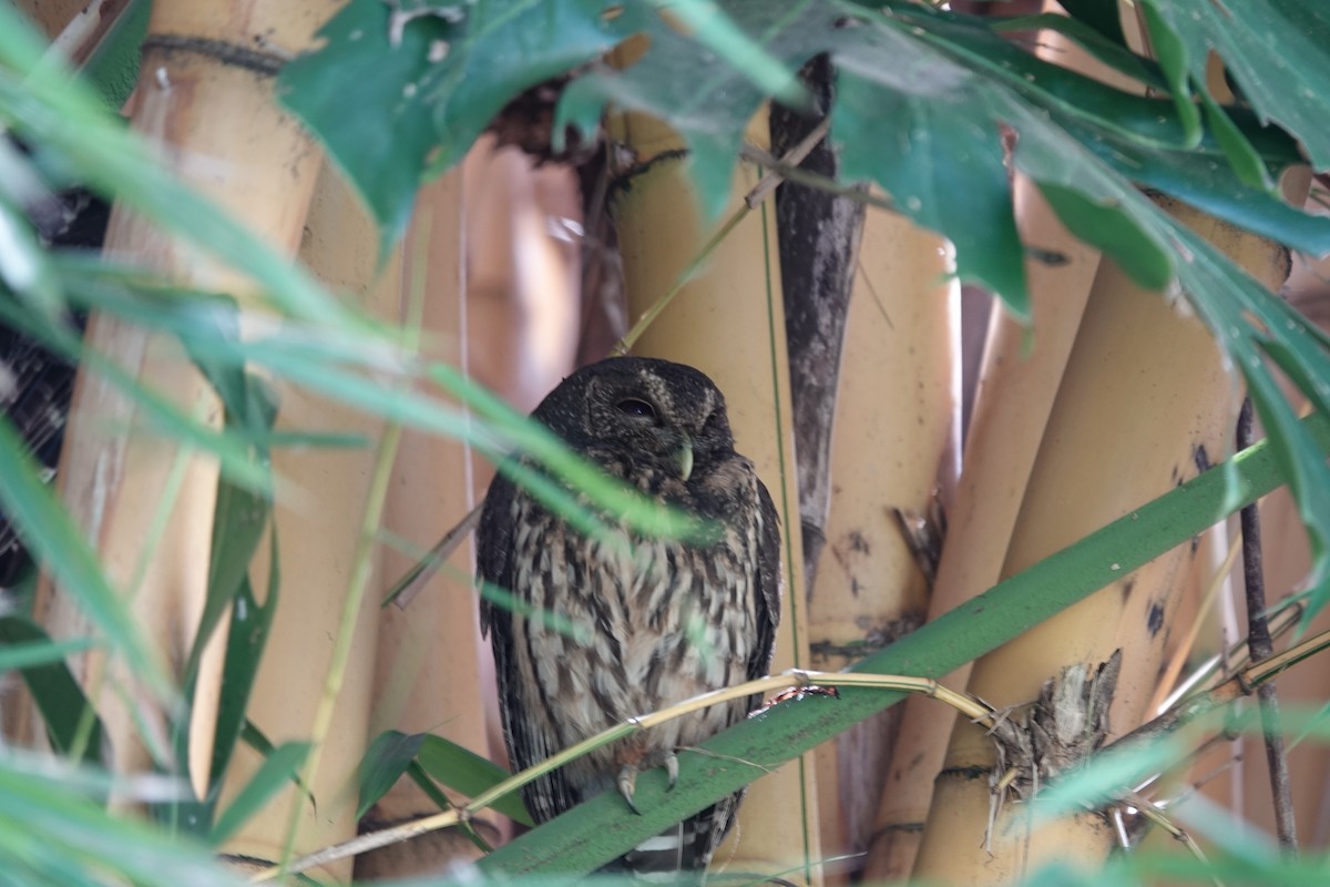 Mottled Owl - ML655539532