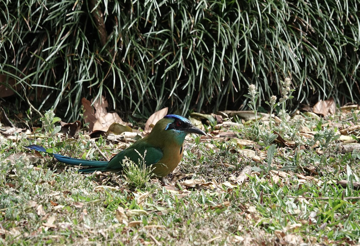 Lesson's Motmot - ML655539582