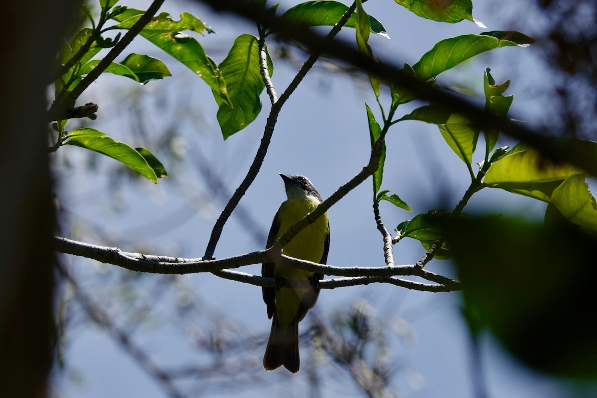Social Flycatcher - ML655539797