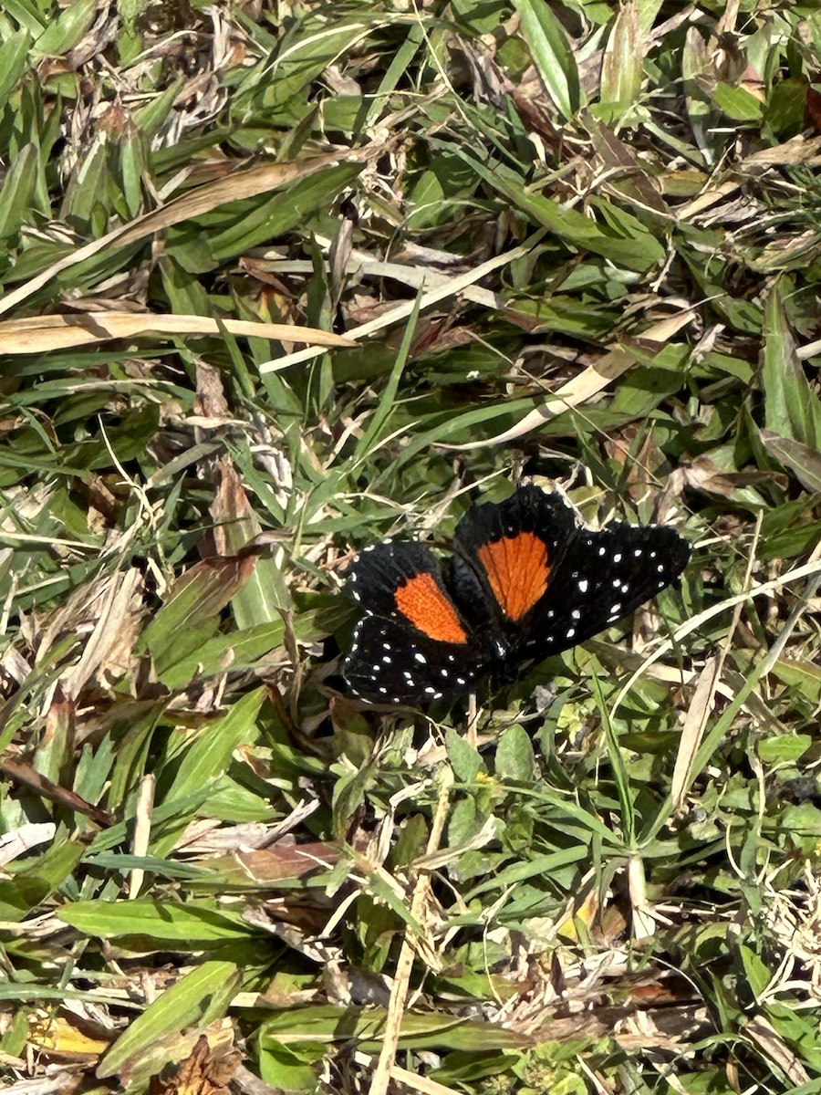 Crimson Patch - ML655539834
