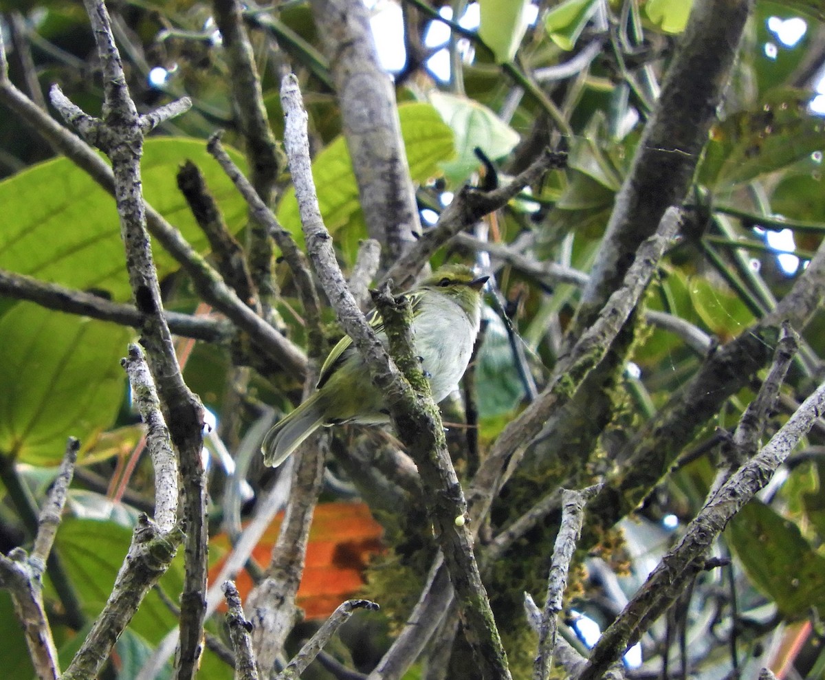 blekstrupetyrannulett - ML65554061