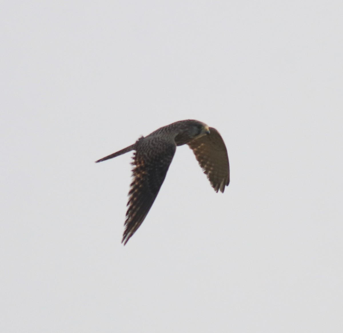 Turmfalke - ML655540748