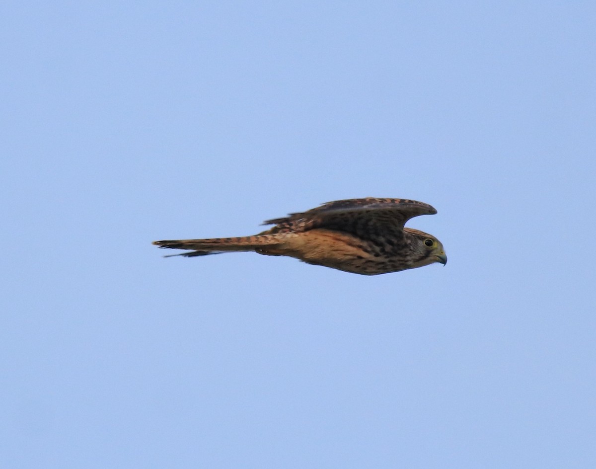 Turmfalke - ML655540749