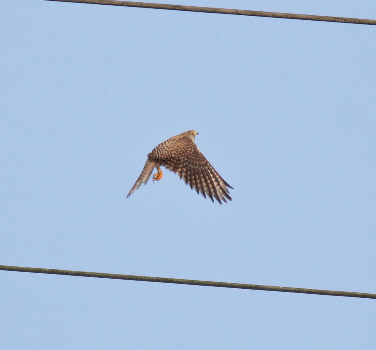Turmfalke - ML655540750