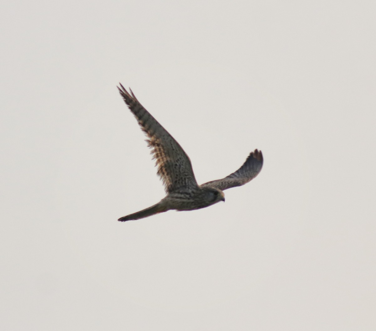 Turmfalke - ML655540751