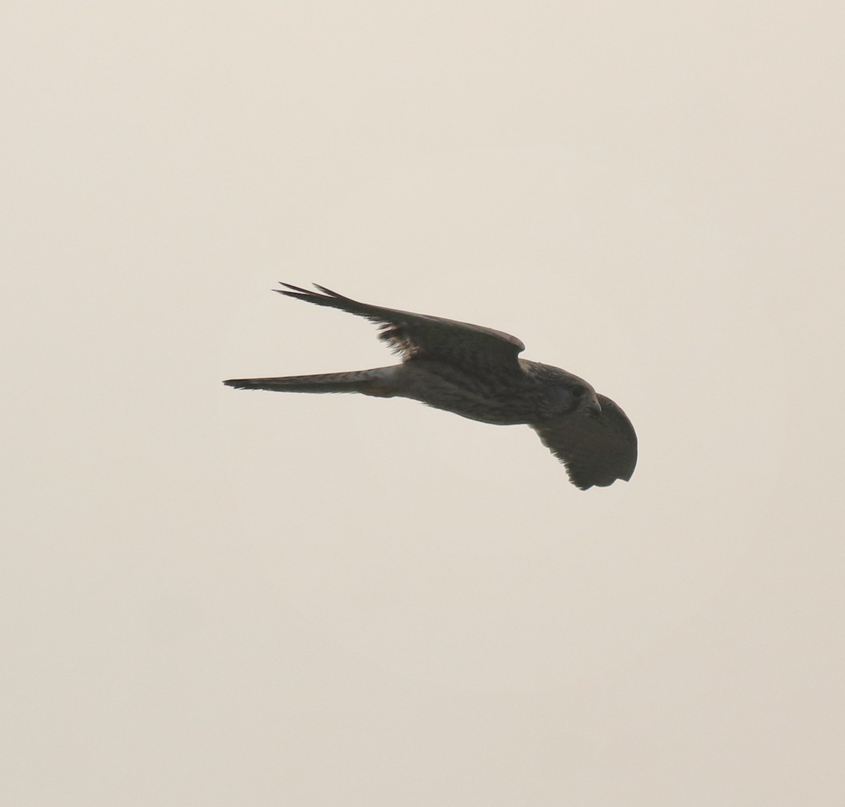 Turmfalke - ML655540752