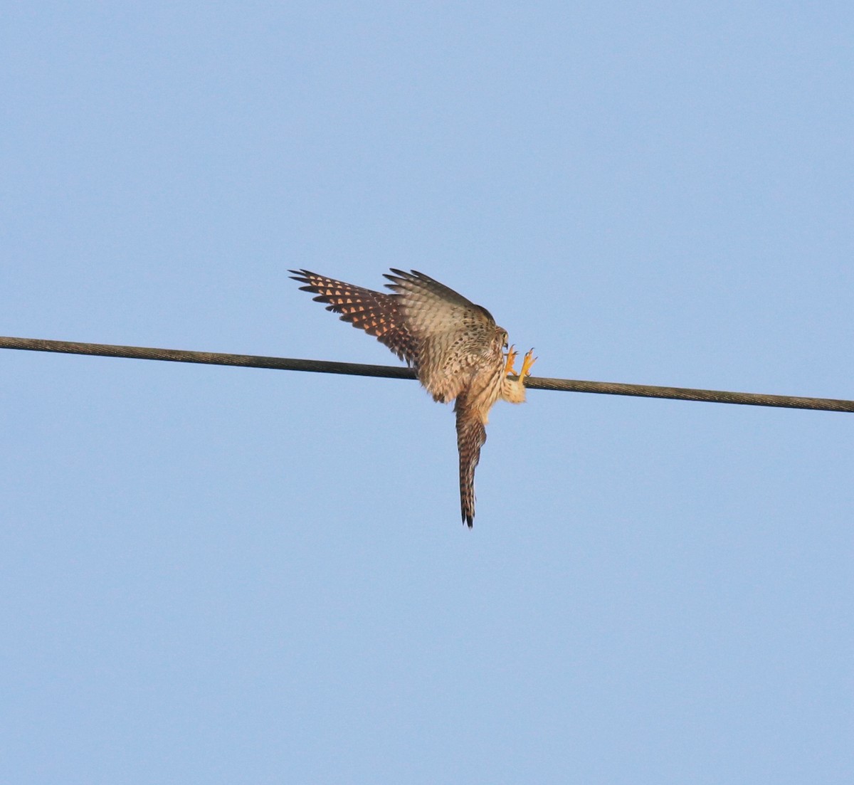 Turmfalke - ML655540753