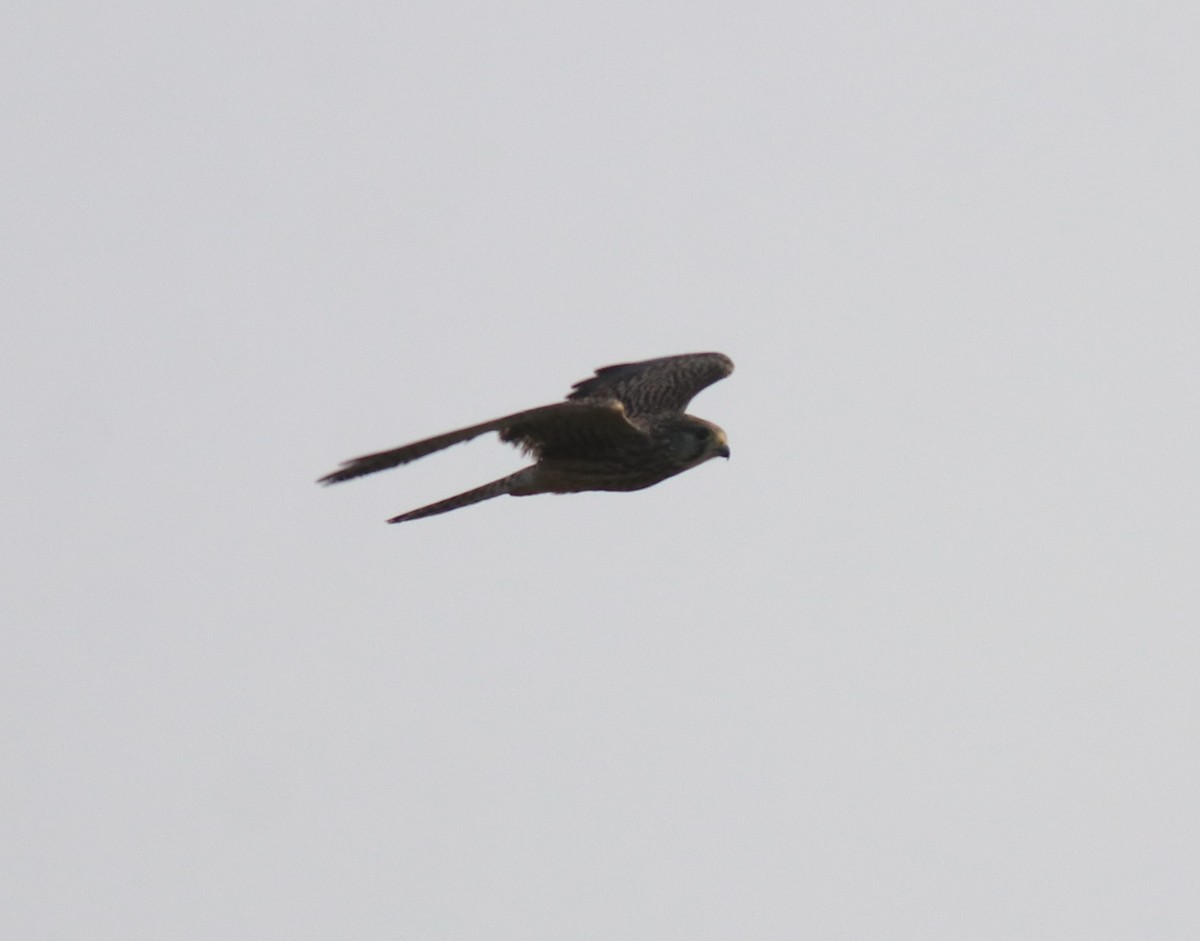 Turmfalke - ML655540754
