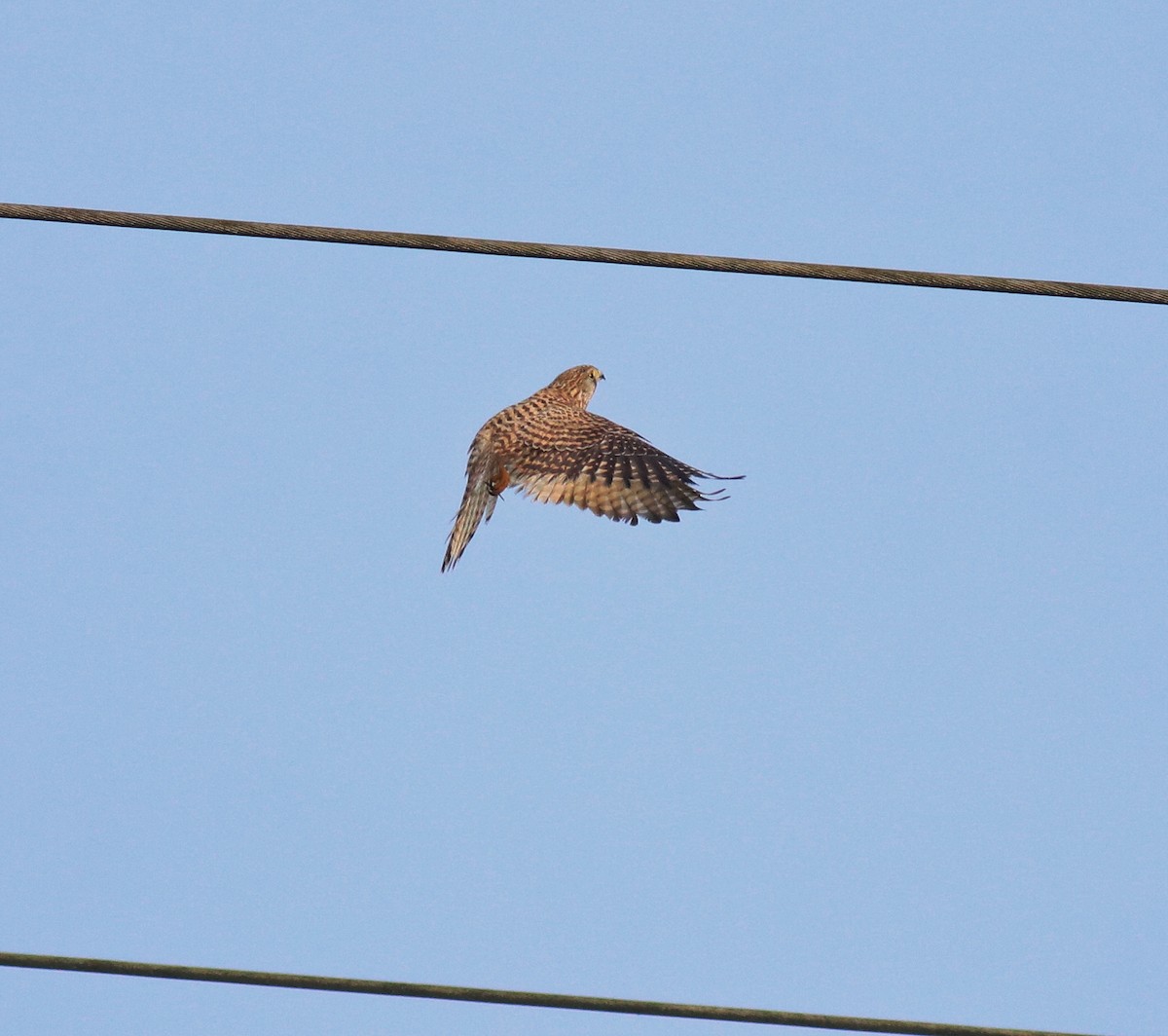 Turmfalke - ML655540755