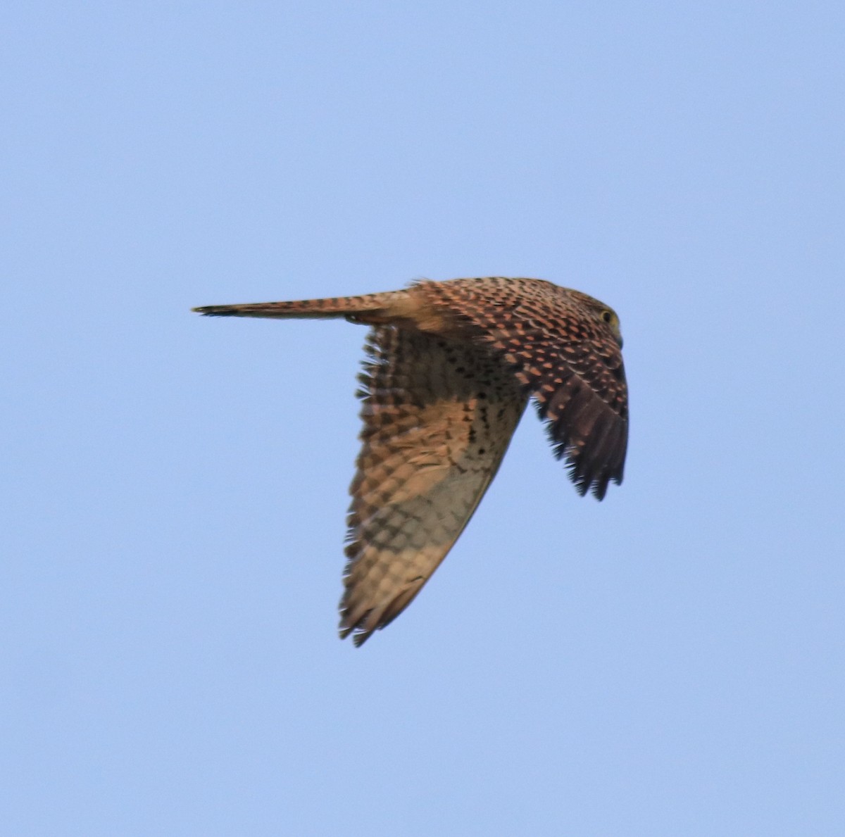 Turmfalke - ML655540756