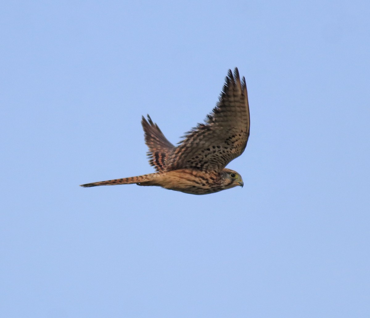 Turmfalke - ML655540757