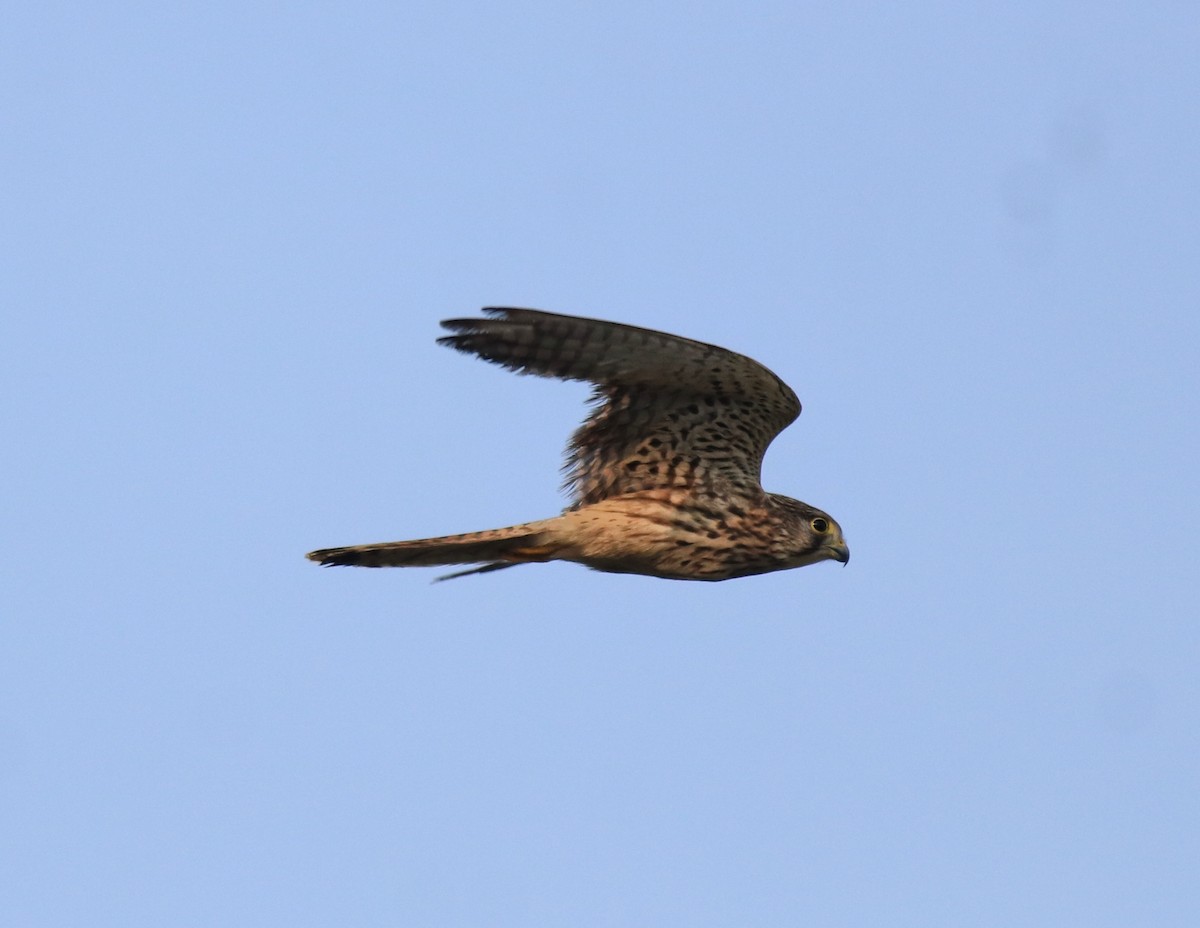 Turmfalke - ML655540759