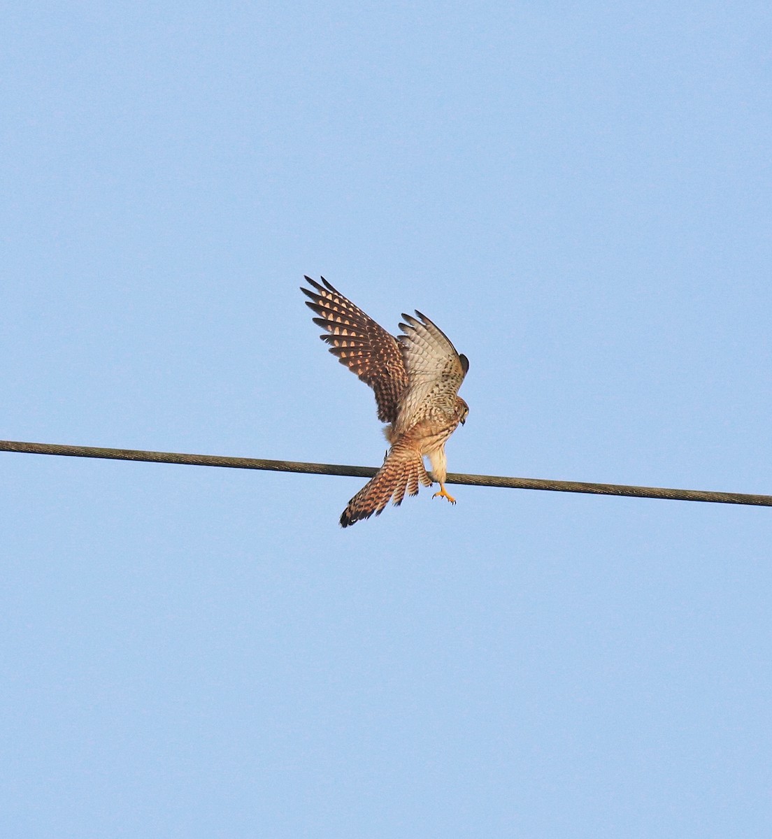 Turmfalke - ML655540760