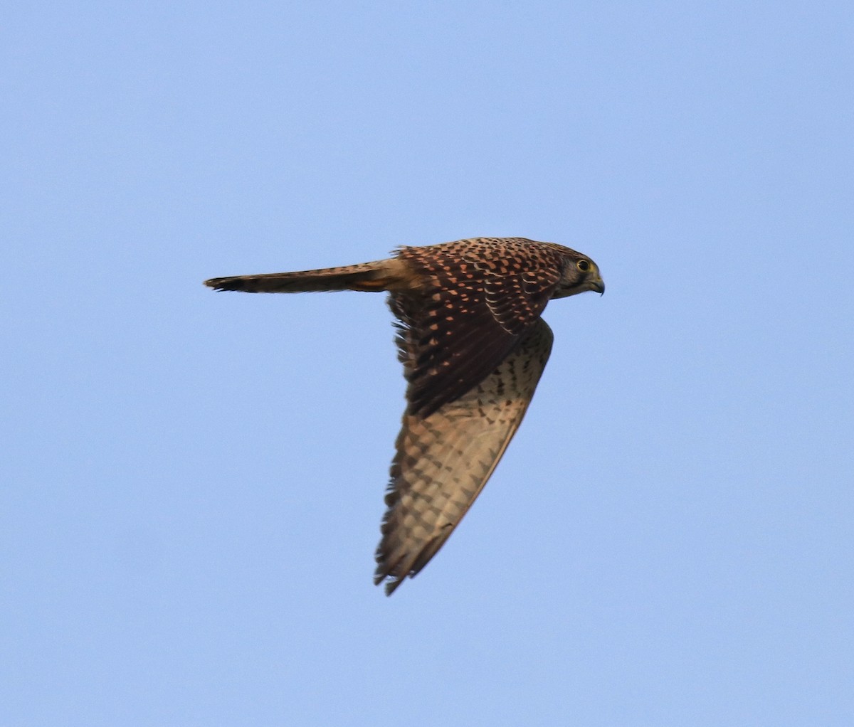 Turmfalke - ML655540762