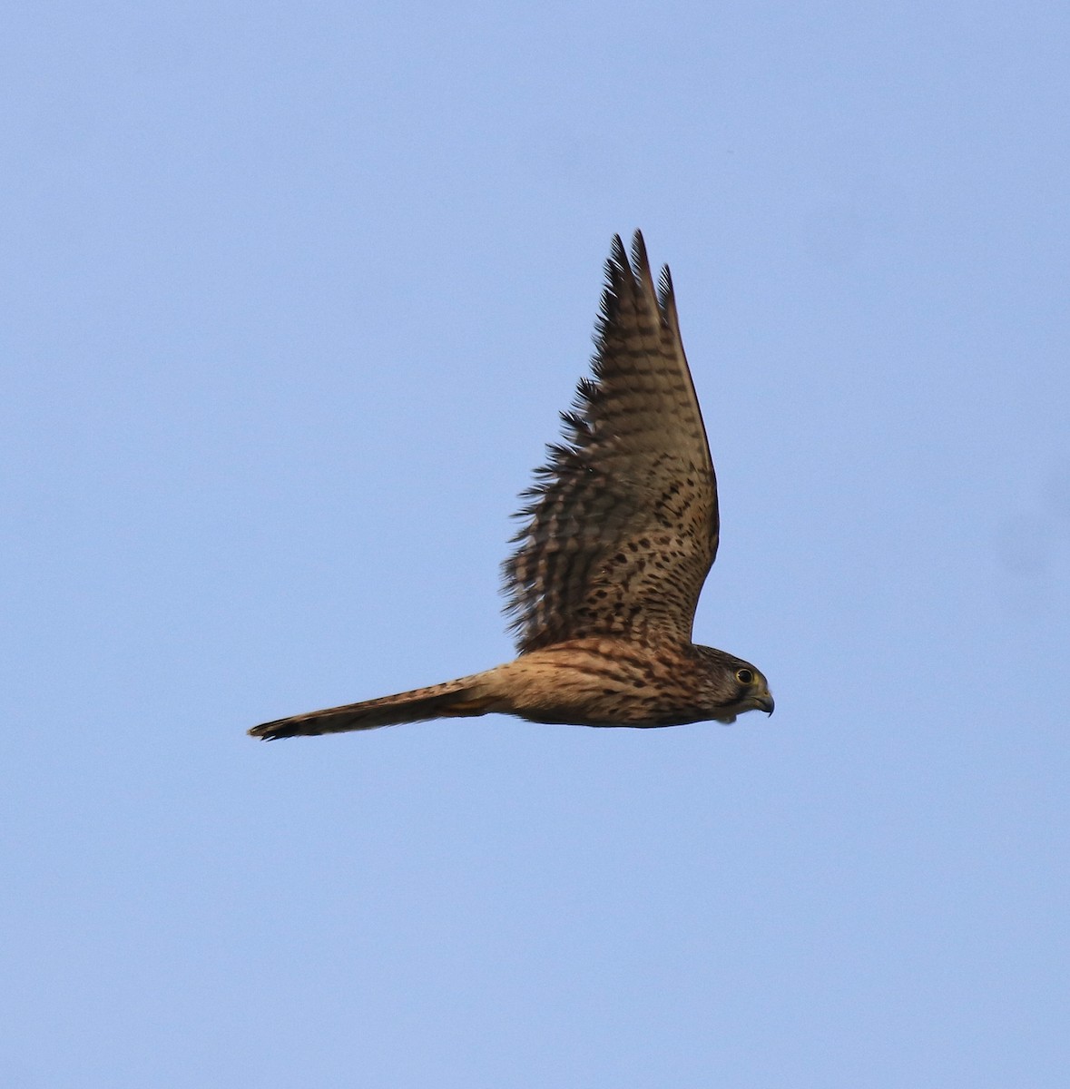 Turmfalke - ML655540763