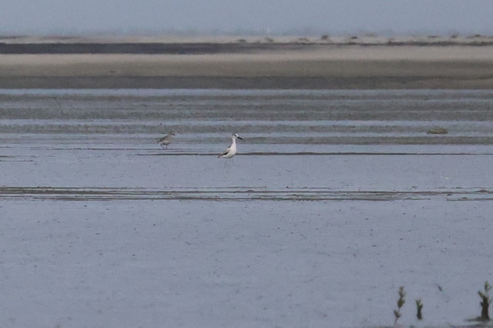 Crab-Plover - ML655543142